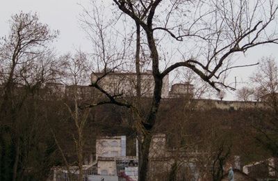 Arbre dans le gris.