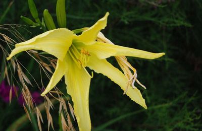 Hemerocallis 'Lady Fingers'