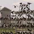 Les Oiseaux (The Birds) d'Alfred Hitchcock - 1963