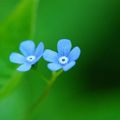 Deux myosotis bleus