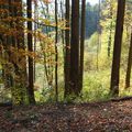 Sortie d'automne dans nos bois (suite 3/...)