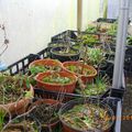 mes plants pour les ventes des marchés aux plants...: