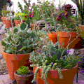 Les plantes d'intérieur sont accrocheuses et uniques ; les placer l'été à l'extérieur, c'est mieux! 