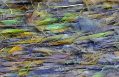 Bal des feuilles ...