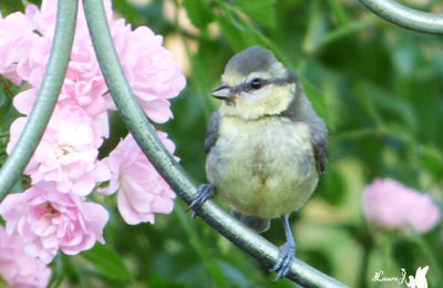 ♥ Mésange bleue adulte et juvénile ♥