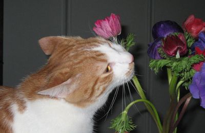 Oh le beau bouquet !