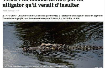 Butor VS alligator