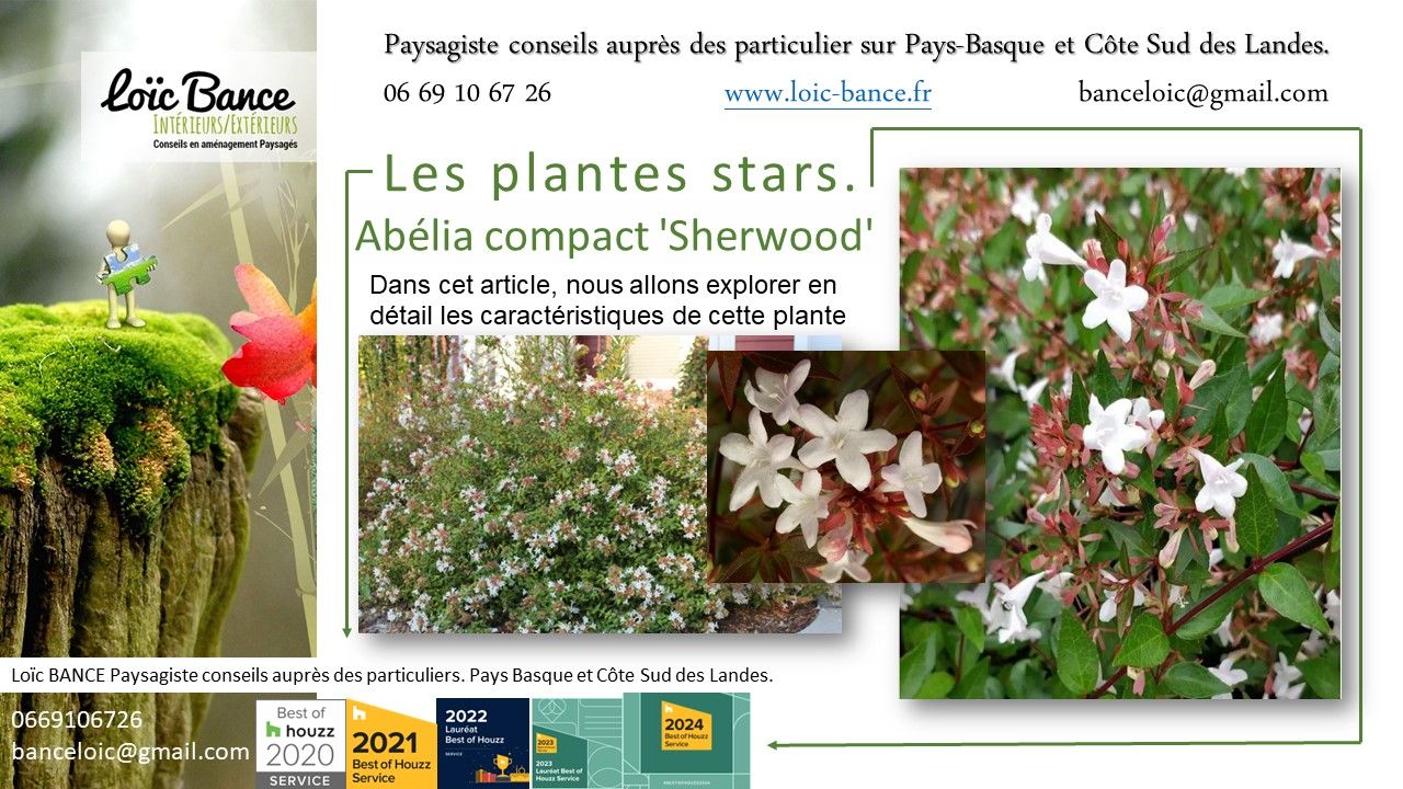 L'Abélia compact 'Sherwood' est une plante exceptionnelle par Paysagiste Pays Basque et paysagiste Landes.