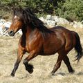 Le cheval du Vercors ... Superbe race montagnarde !