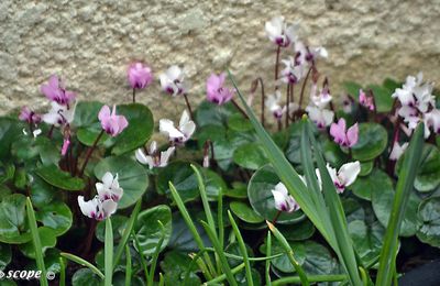 Le cyclamen qui forme un tapis de fleurs en plein hiver !