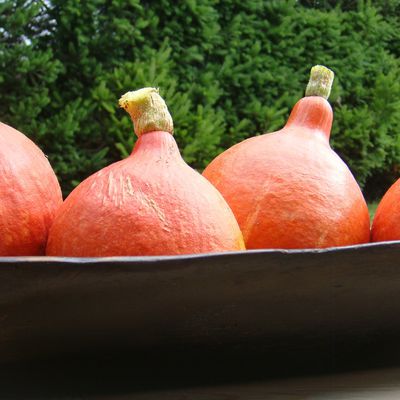 Velouté de potimarrons Rien de plus simple mais