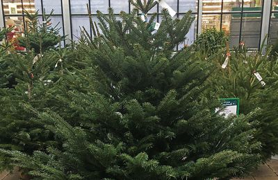 Les meilleurs sapins de Noël ont leur Label Rouge !