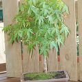 Acer palmatum 2