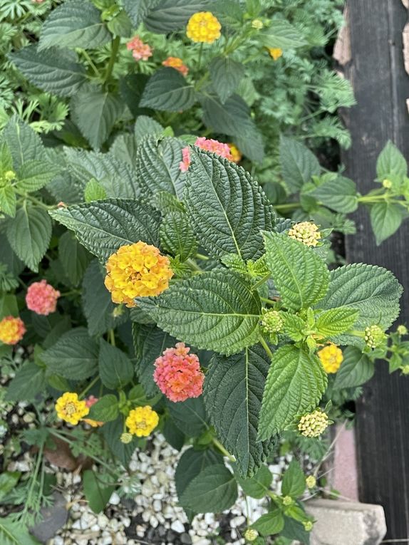 Mardi 04 novembre 2025: mes photos datent d'hier, les oiseaux avant la tonte , Dernière tonte , les fleurs bravent novembre, pause et silence contemplatif , les nuages pardessus le toit de ma cabane de jardin , mon diapo s'en suit ...