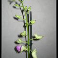 Dendrobium phalaenopsis n° 2