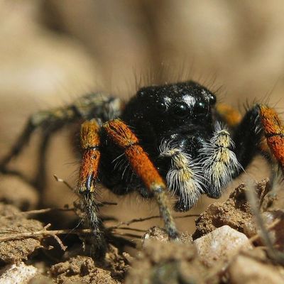 . Philaeus chrysops mâle Philaeus chrysops