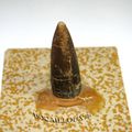 ROSTRE DE BELEMNITE F43 VENDEE 