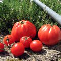 A la recherche des tomates perdues