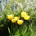 LE BOUQUET DU VENDREDI...