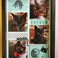 Cadre de Sirius avec les tampons Love cats