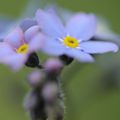 MYOSOTIS