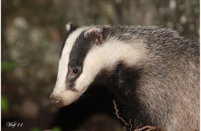 Conférence à la bibliothèque : Les animaux nocturnes