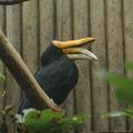 Zoo de Beauval - Catégorie Oiseaux 