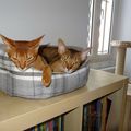 Mes abyssins d'amour