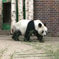 Petit panda deviandra grand!!