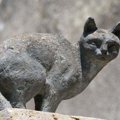 Les chats de la Romieu