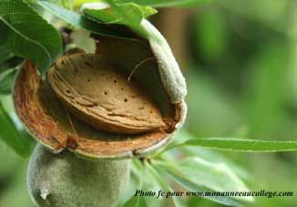 Karité, amande douce, huile d'argan 