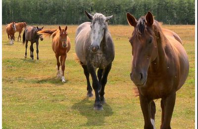 Les chevaux en pension...