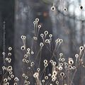 Velue * Teasel