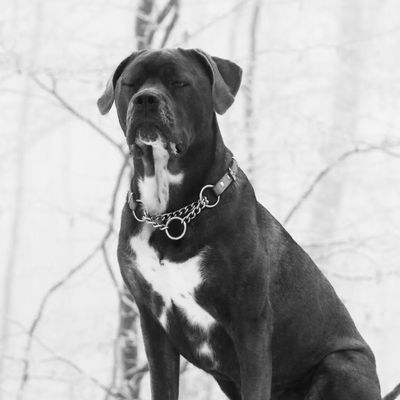 présentation de mes 2 complices