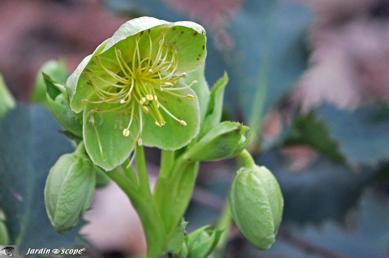 Hellébore de Corse • Helleborus argutifolius.