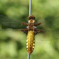 Libellula depressa-Libellule déprimée femelle