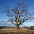 NORVEGE : Flora, Clo et Bichon