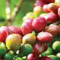  Coffee Sector: Gov’t’s Recent Effort Yielding Fruits 