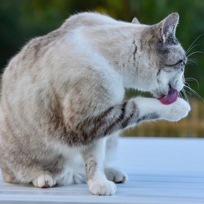 HYGIÈNE ET SOINS DE MON CHAT