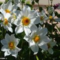 Comportement de mes dahlias Label Rouge pendant la saison 2018...