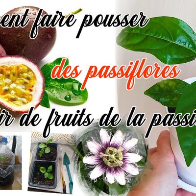 Comment faire pousser une passiflore à partir d'un fruit de la passion?