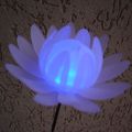 lotus phosphorescent ...