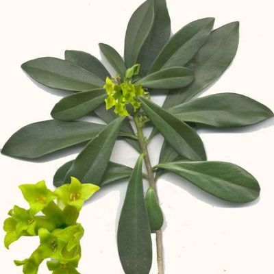 Identification 