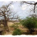 Photo du jour// 49-Sahel-vert