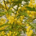 Offrons des fleurs