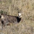 chamois borgne