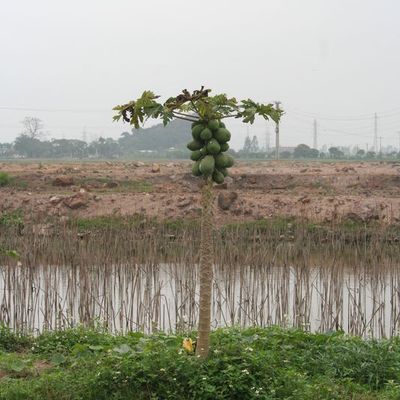 Porc frit à la papaye verte sauce aigre douce