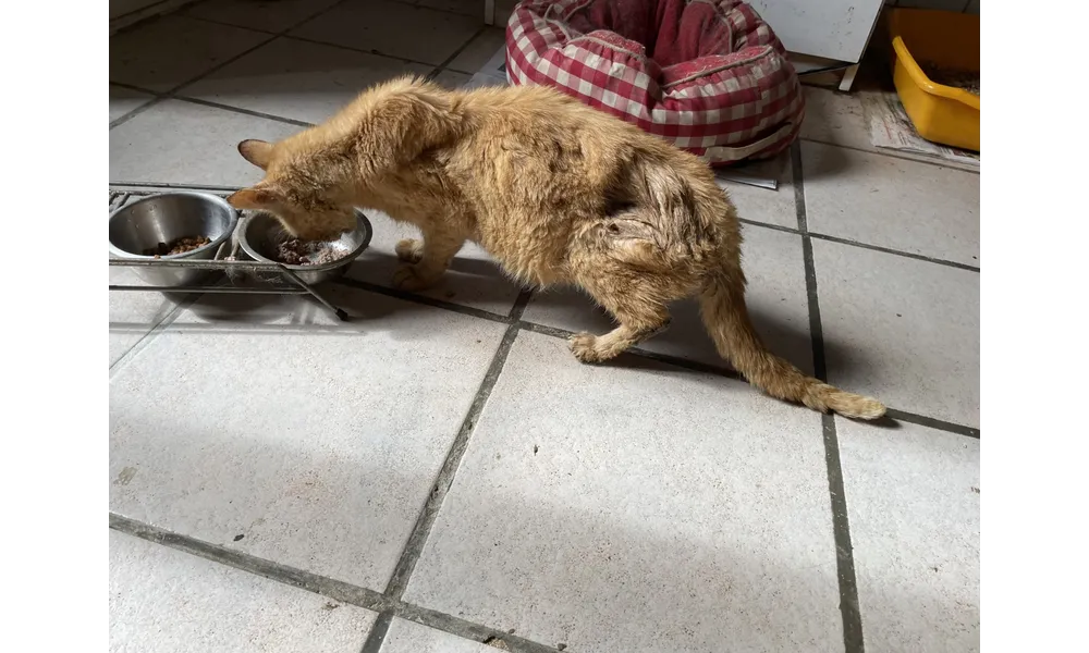 [GRIF' Abrite] Aux adeptes du "chat s'débrouille"... Miaroux