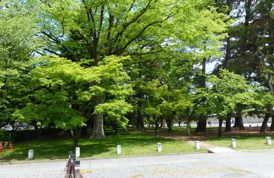 En passant par le palais impérial, Kyoto.