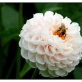 L'abeille et la fleur